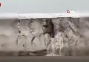 Van’da ayı görüntülendi