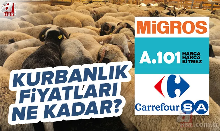 Kurbanlık fiyatları 2022: A101, Migros, CarrefourSA 2022 kurbanlık fiyatları ne kadar? Küçükbaş, büyükbaş hisse fiyatı... 1