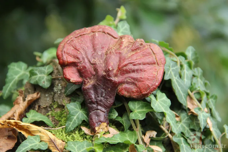 Ölümsüzlük mantarı nedir | Reishi mantarının faydaları nelerdir | Fiyatı dudak uçuklatıyor 8