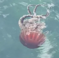 Marmara Denizi’nde yeni tehdit!