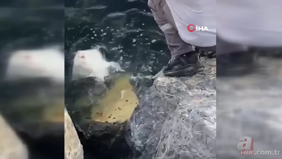 İstanbul Pendik’te şoke eden olay! Balıkçının oltasına öyle bir şey takıldı ki… 3