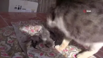 Kömürlükteki manzara karşısında şoke oldu