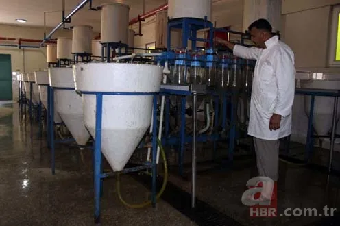 Balık sağımı başladı, hedef 5 milyon balık 7