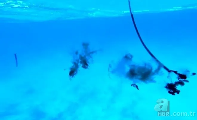 Sosyal medyayı sallayan köpek balığı deneyi yürekleri ağızlara getirdi! Okyanusa kan döküp bekledi ve... 3