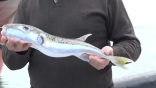 Balon balığı avlayanlara büyük destek! Balon balığı kuyruğu getirene 25 lira