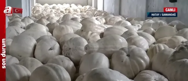 asrin-felaketi-tarimi-da-vurdu-depremzede-100-ton-kabagi-satmak-istiyor-1677316092136.jpg Asrın felaketi tarımı da vurdu! Depremzede 100 ton kabağı satmak istiyor - 1