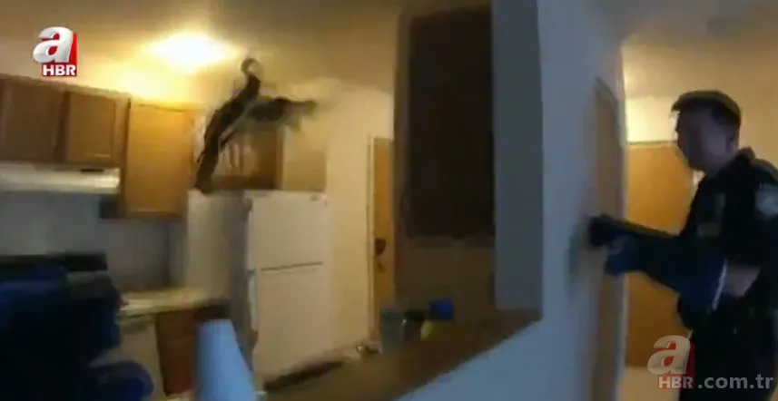 Eve giren firari vahşi hindi ortalığı birbirine kattı! ABD polisinden "özel hindi operasyonu" 10