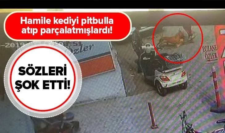 hamile kediyi pitbullun onune