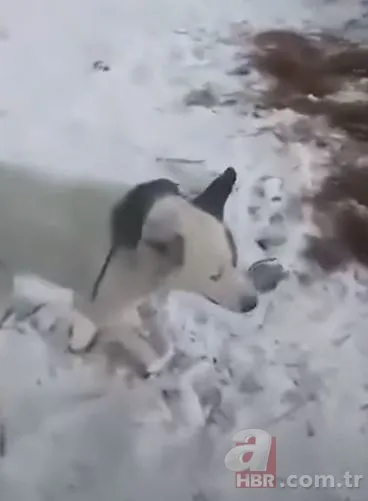 Görüntüler Türkiye'den! Kirpikleri ve sakalı soğuktan dondu 21