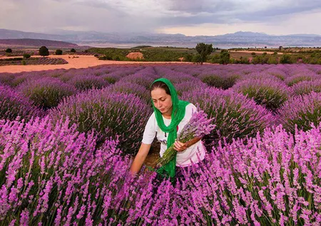 Köyün kaderi bir anda değişti! Dünyaya ihraç ediyorlar...