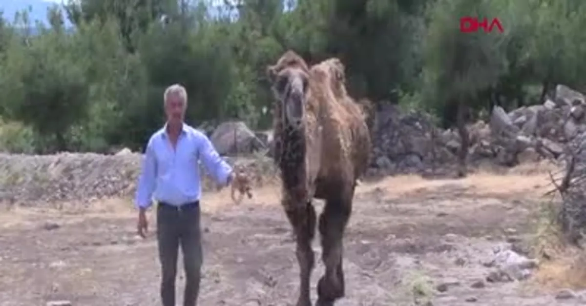 Şampiyon deve Çapkın kurbanlık pazarında