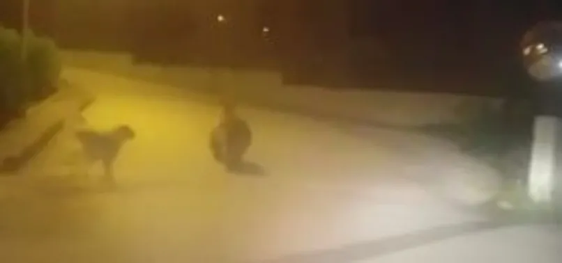 Artvin’de ayı paniği! O anlar kamerada