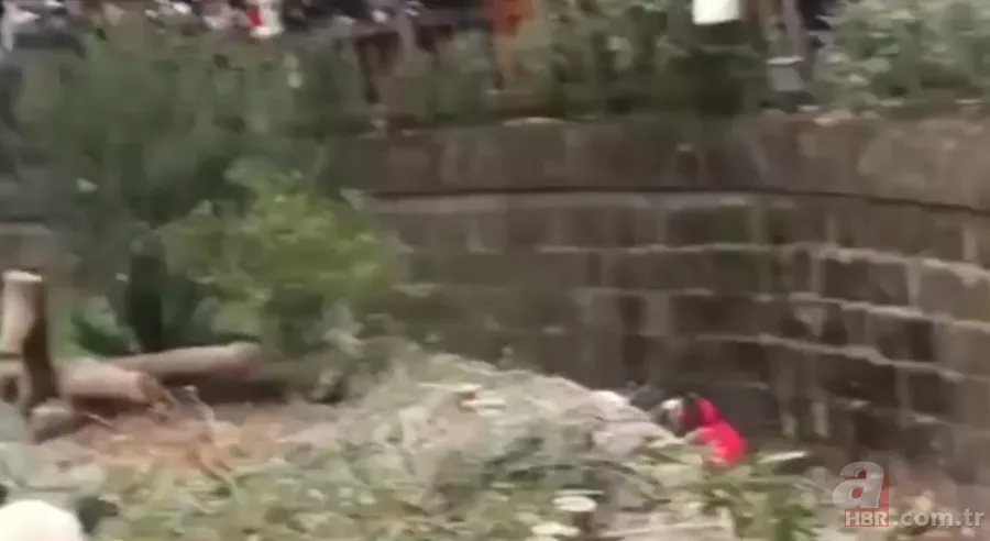 Aslanın kafesine köpek bıraktılar! Herkes olanları izledi... 16