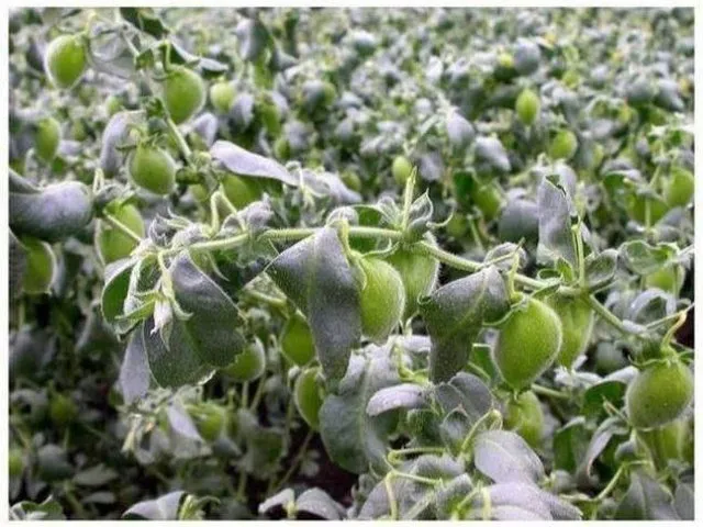 Birbirinden tuhaf bitkiler, sebze ve meyveler...