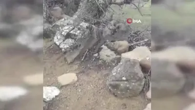 Dev yılan paniği! Taşların arasından…