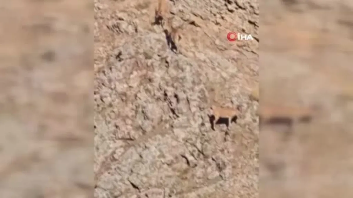 Dağ keçileri sürü halinde görüntülendi