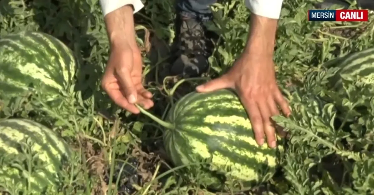Karpuz hasadı başladı! Rekolte ne durumda?