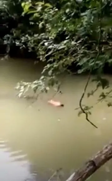 Dev timsah nehirde yüzen adamı öldürdü! Dehşet dolu anları köylüler böyle görüntüledi