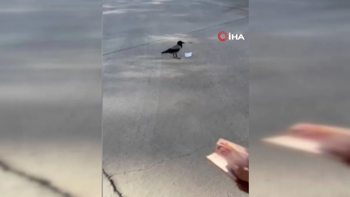 Video çekmek isterken parasını kaptırdı: Bu kadar akıllısını ilk defa gördük