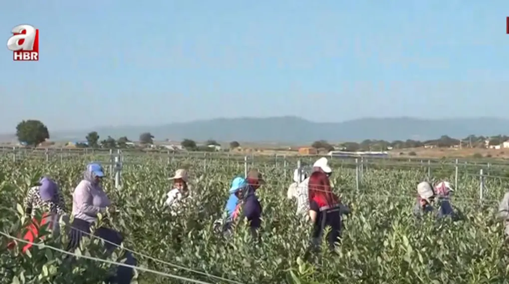 Edirne'de yaban mersini hasadı başladı