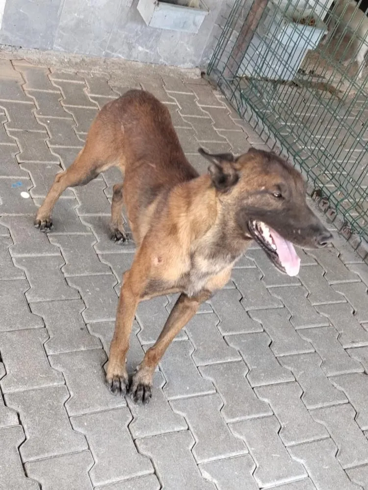 1785314801340.jpeg 3 yaşındaki çocuk ağır yaralı! Bahçede korku dolu anlar - 1