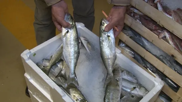 Marmara’da lüfer bolluğu hem balıkçıların hem de balıkseverlerin yüzünü güldürdü