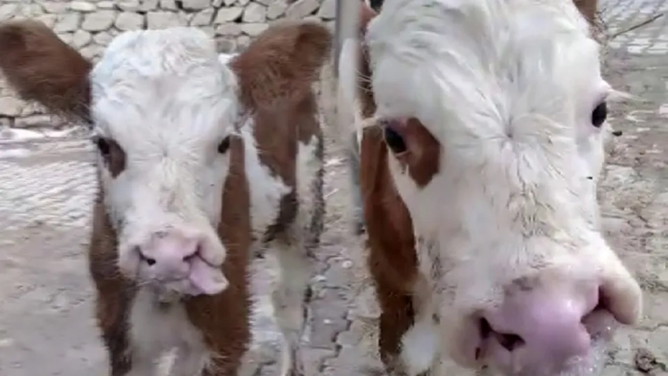 Buzağıyı görenler gözlerine inanamadı! Burun delikleri ağız boşluğuna...