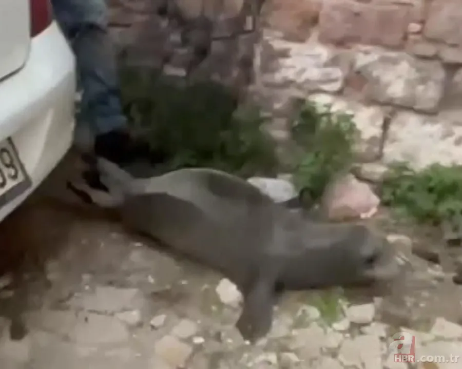 Akdeniz'de görmeye alışmıştık bu kez Balıkesir'de ortaya çıktı! Sokak ortasında görünce gözlerine inanamadılar! 4