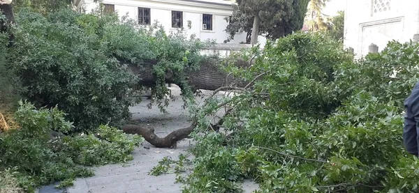 uskudarda-asirlik-agac-aracin-uzerine-devrildi-1658123037814.jpg Üsküdar’da asırlık ağaç aracın üzerine devrildi - 2