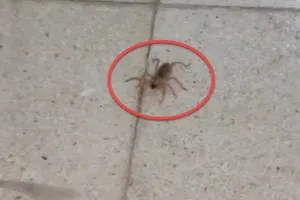 Zehri ölüme götürebiliyor! O ilimizde ortaya çıktı