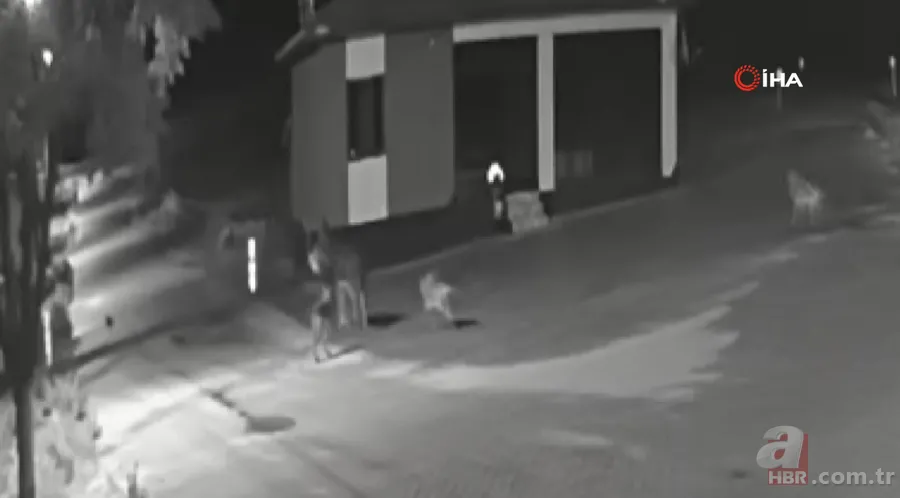 Kurt sürüsü sokak ortasında saldırıp paramparça etti! İşte korkunç anlar 11