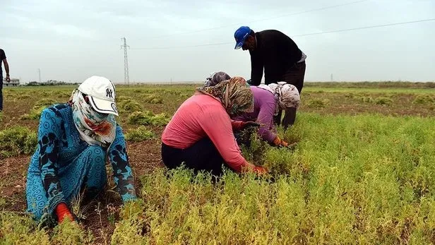 Kuraklık desteği yattı mı, ne zaman yatacak? Çiftçiye kuraklık destek ödemesi ayın kaçında yatar, belli oldu mu? Bakan tarih verdi... - 4