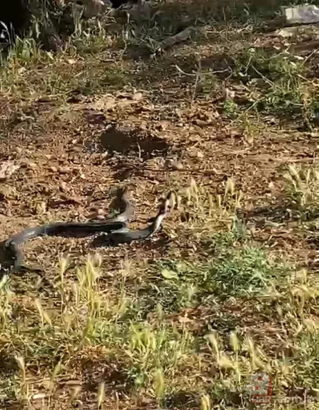 Görüntüler Türkiye'den... Diyarbakır'da 2 metrelik yılanların dansı kamerada 2