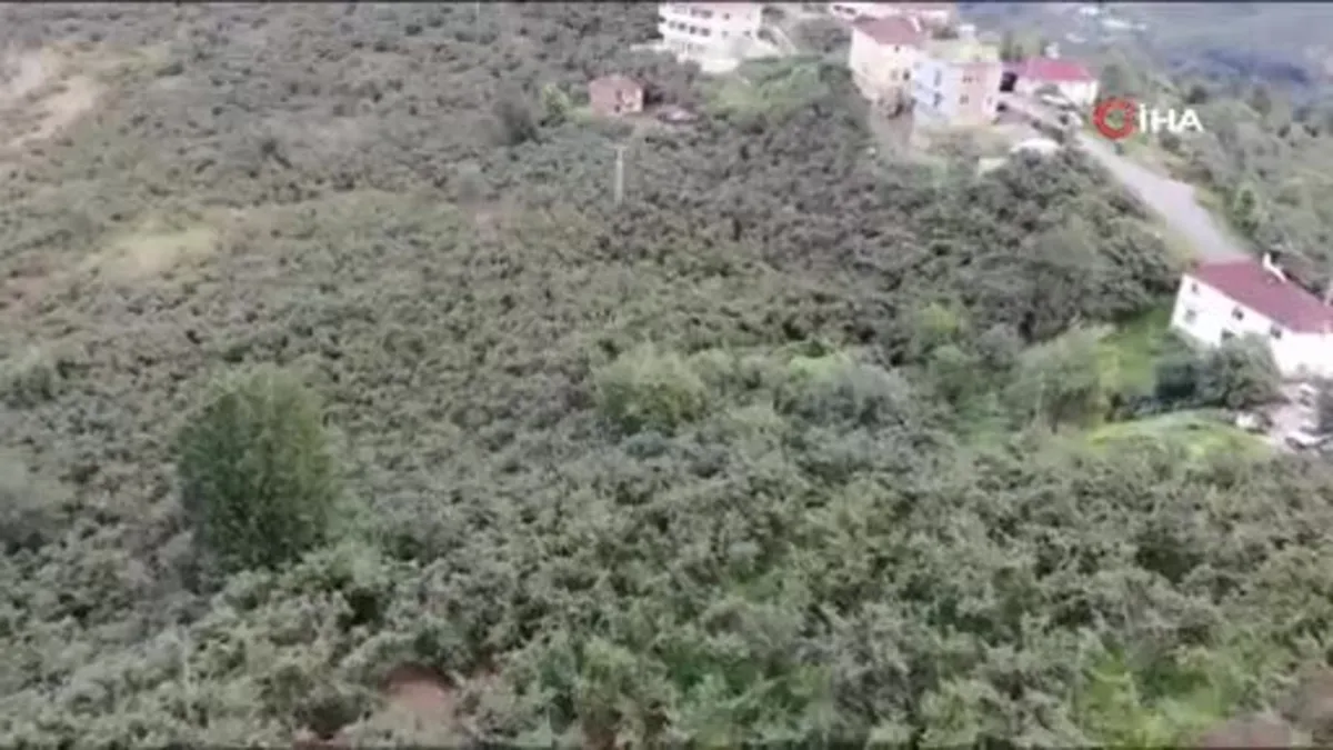 Giresun’da fındık hasadı başladı
