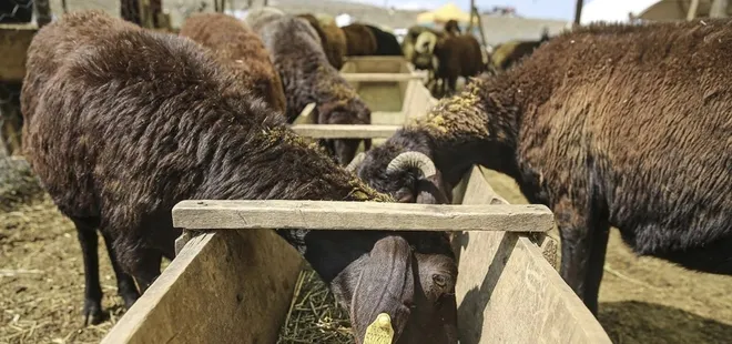 Kastamonu'daki bir ilçede şap karantinası