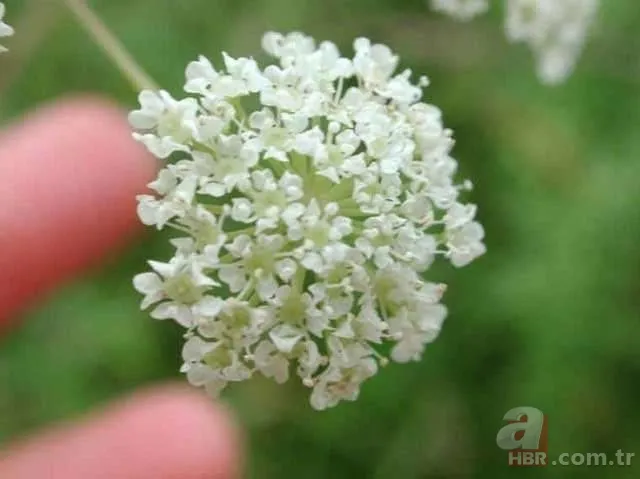 Dünyanın en ölümcül bitkileri 4