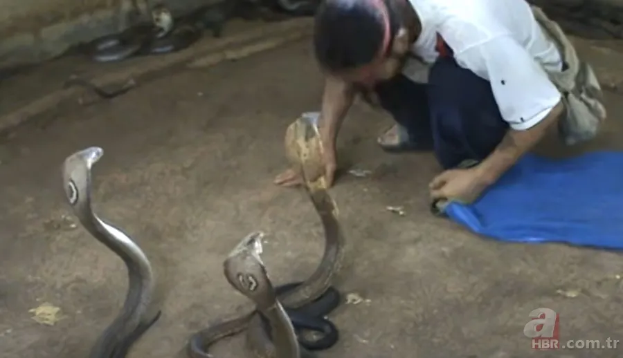 Yılan gösterisi için kobra seçen adam rahatlığıyla hayretler içinde bıraktı! 4