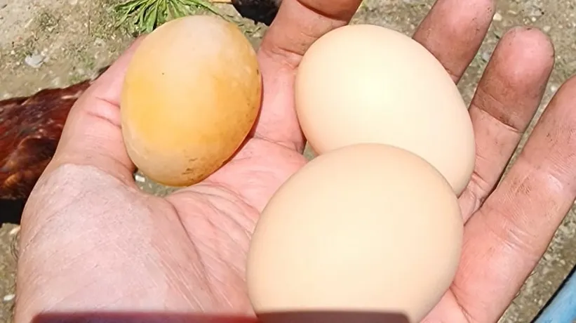 Yumurta için kümese gitti şoke oldu! Görenler gözlerine inanamadı