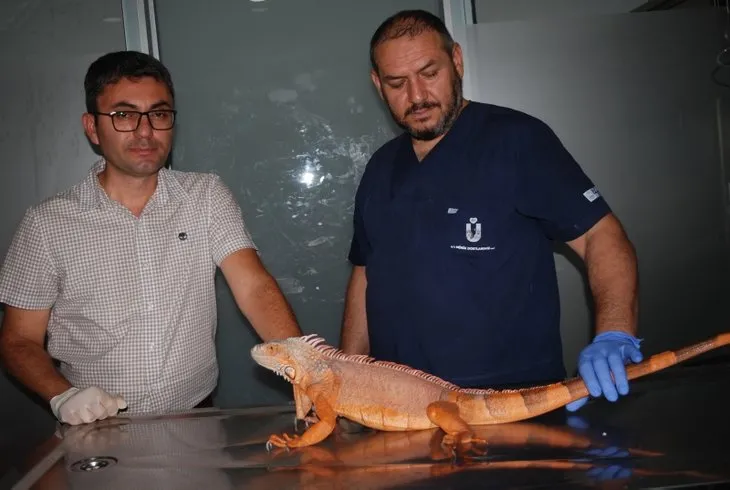 Üsküdar’da 1 metre 25 santimetre boyunda iguana bulundu