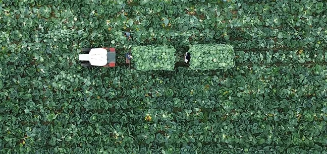 Bafra Ovası'nda beyaz lahana hasadı başladı