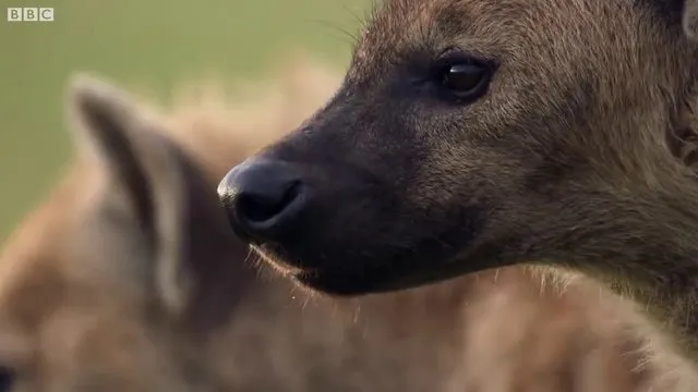 Sırtlanların arasında kalan aslanın inanılmaz kurtuluşu