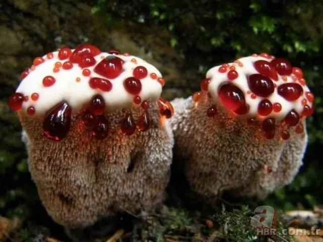 Ormanda yürüyüş yaparken karşısına çıktı! Ölü adamın parmakları kan dondurdu 15