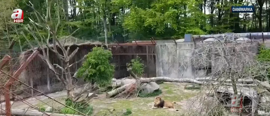 Hayvanat bahçesinden kan donduran çağrı: Evcil hayvanlarınızı yırtıcılara yem yapalım 6