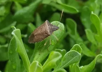 Çanakkale'de hububat zararlısı süneye geçit yok