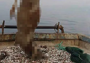 Kocaeli'de denizden dana çıktı