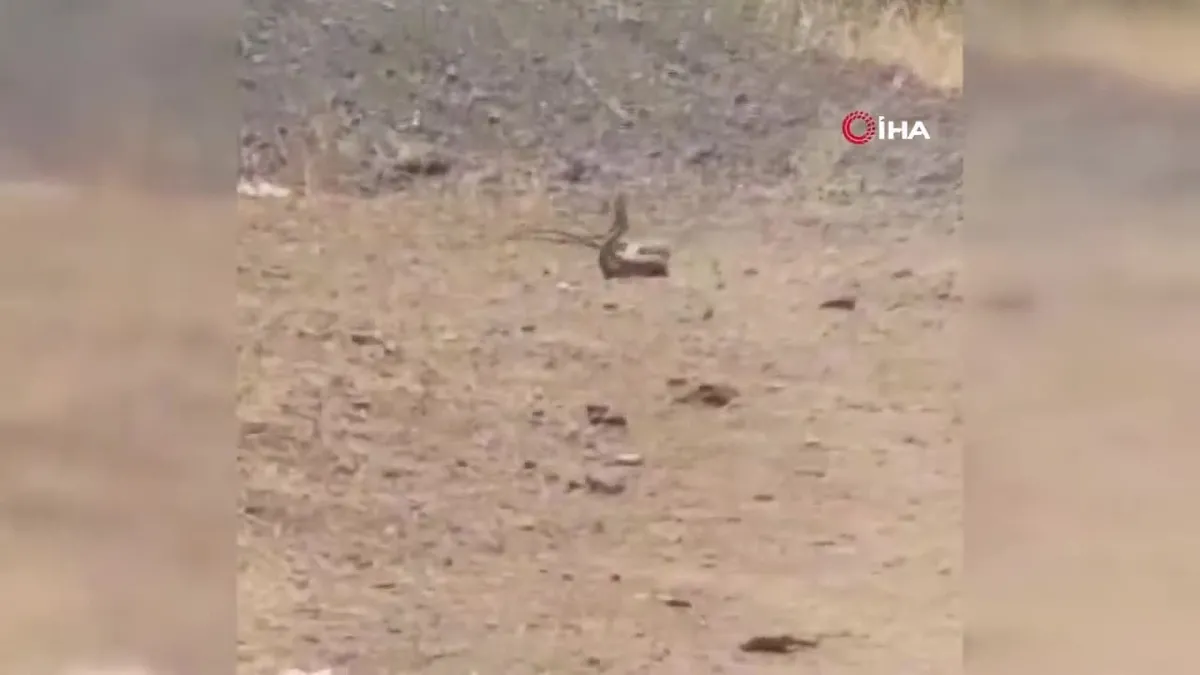 Köyün ortasında dans eden yılanlar kameraya yansıdı
