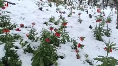 Van’da ters laleler kar altında kaldı