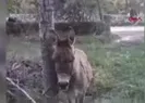 Eşek kadını hastanelik etti