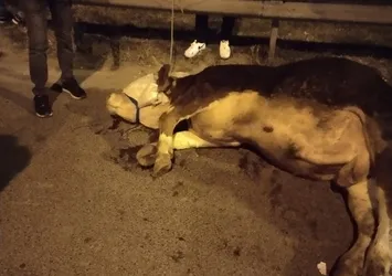 Ümraniye'de yola atlayan kurbanlık dananın ayağı kırıldı!