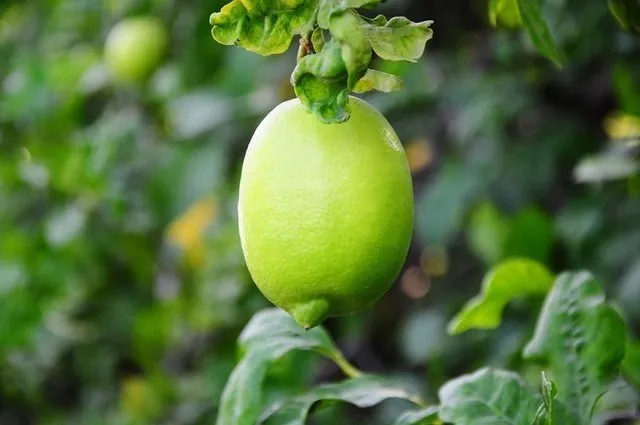 İşte limonlu suyun mucizevi faydaları... Limon nelere iyi gelir?